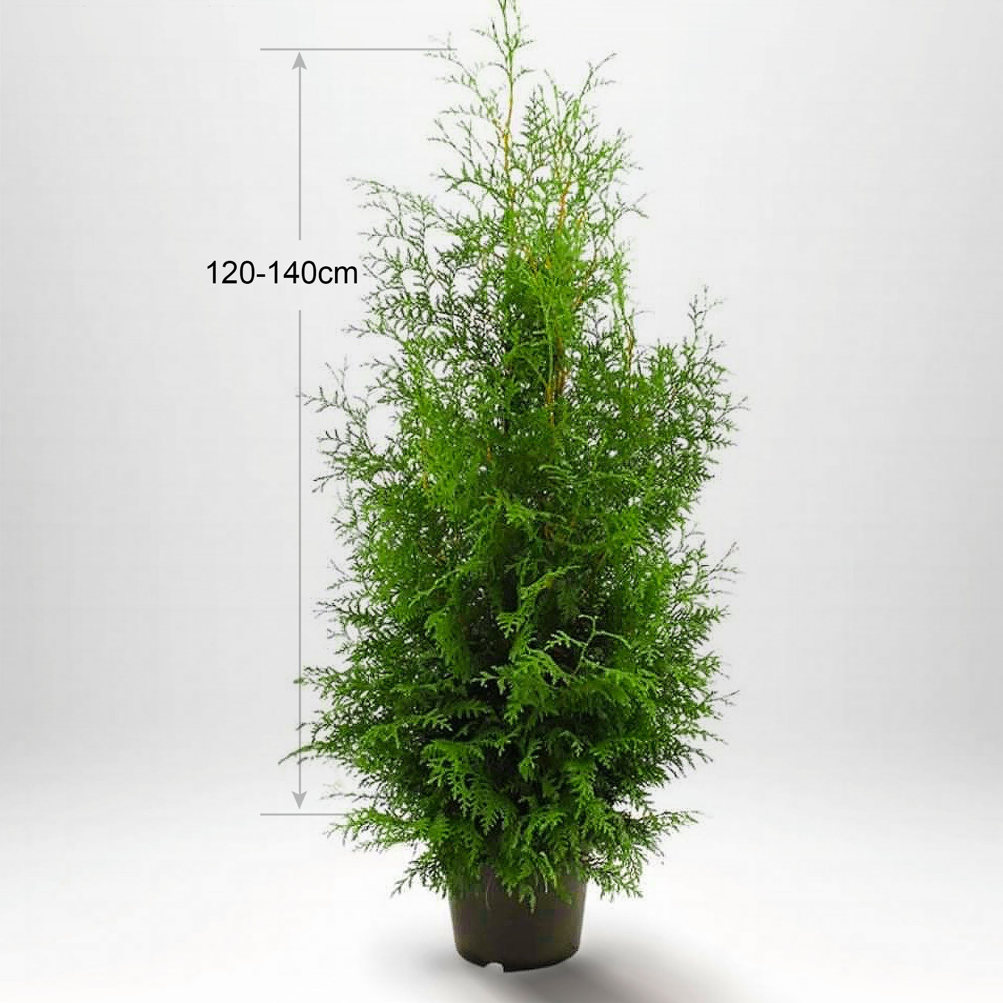 Thuja Brabant, 120-140 cm, Pottedyrket 5-10 L, Kvalitet: Kvalitet A